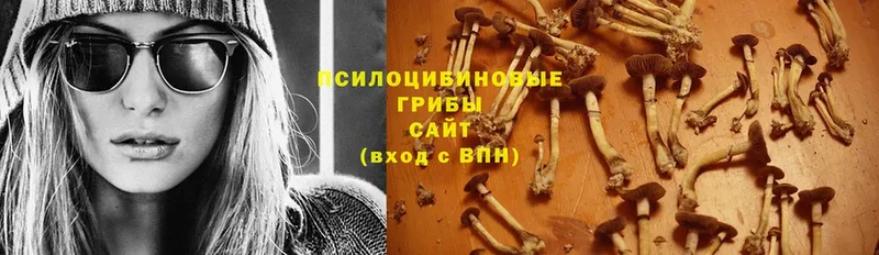 блэк спрут ссылка  Дубовка  Псилоцибиновые грибы Psilocybe 